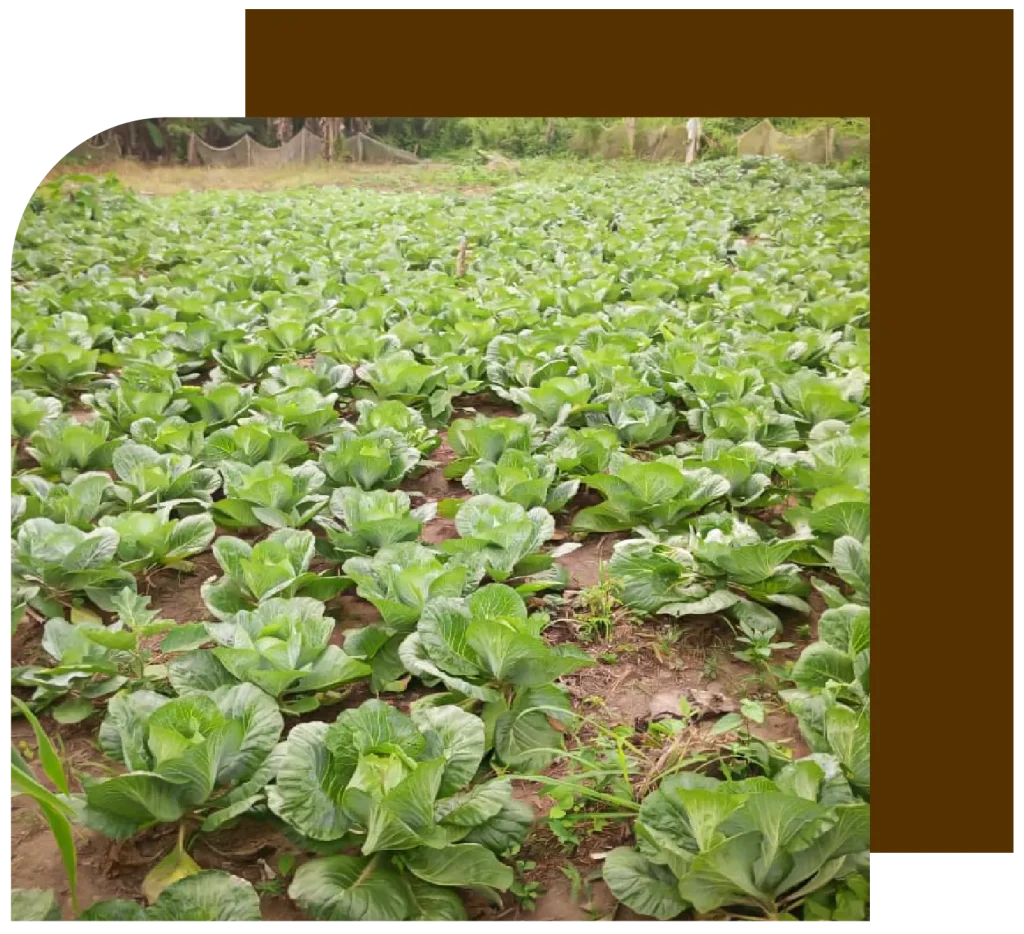 Children Helpers Farm